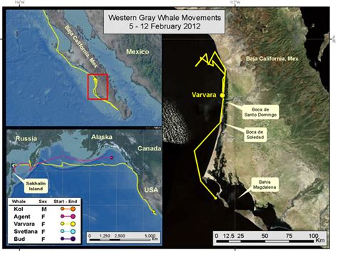 Gray Whale Migration Route News From This Observation Post