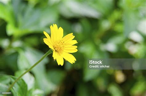 Little Yellow Star Stock Photo Download Image Now Beauty In Nature