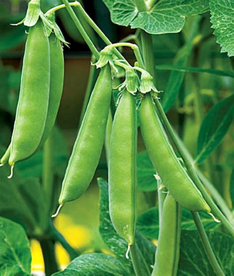 Snap Peas Are A Cool Weather Crop Plant In Early Spring Or Late Fall