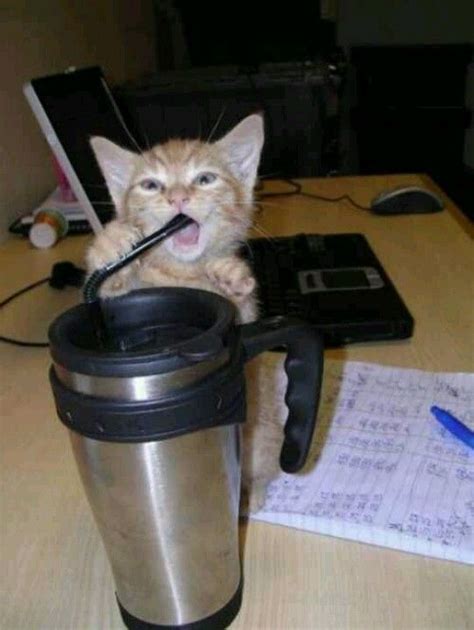 Drinking Coffee Funny Animals Cats Kittens Cutest