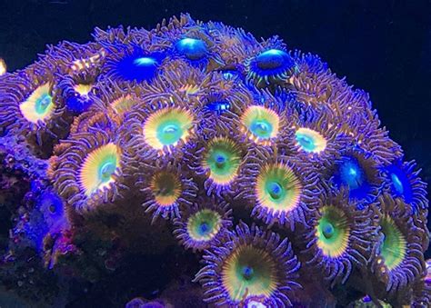 Orphek Japan Reef Tour Meeting Pacific Japan Co Aquarium Led Lighting