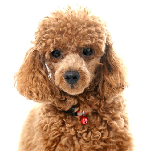 Verschiebung Schlechter Werden Berechnung Red Toy Poodle Sahiplenme