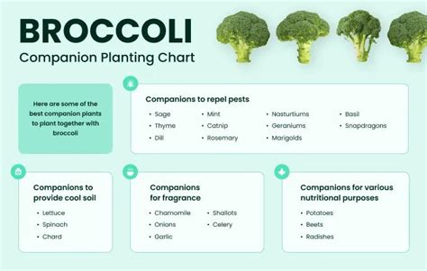 10 Best Broccoli Companion Plants And Companions To Avoid Full Guide