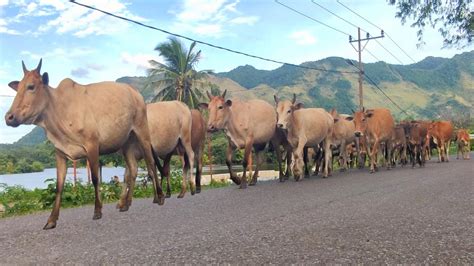 Lembu Desa Sangat Sehat Dan Gemuk Di Jalan Sapi Lucu Lembu Jinak