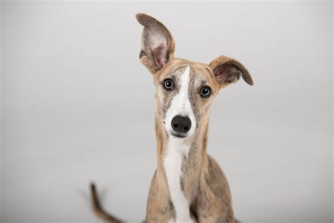 Greyhound Dog Breed Guide Responsible Pet Breeders