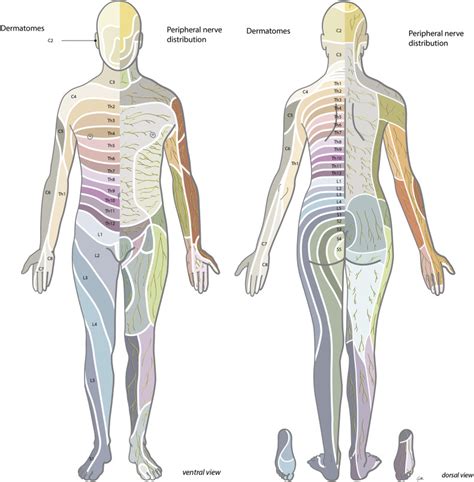 Spinal Cord Stimulation For Peripheral Neuropathic Pain Neupsy Key