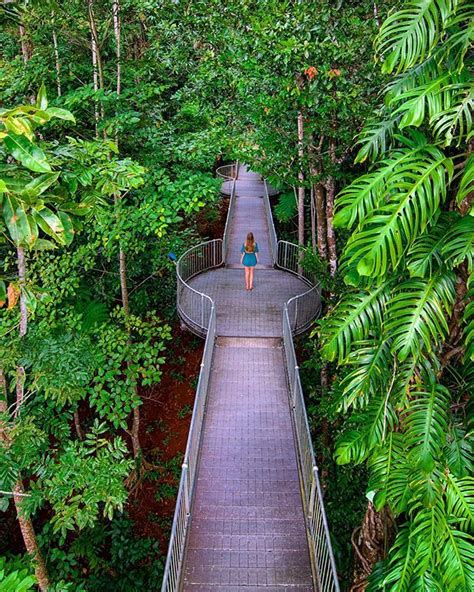 Exploring The Cairns Rainforest With Mamu Tropical Skywalk Tropical