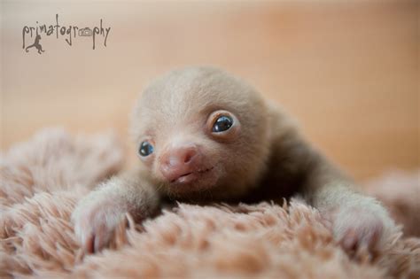 Yo Check Out That Sloth Cute Sloth Pictures Cute Baby