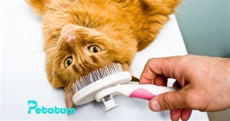 The Complete Guide To Cat Grooming And Creating The Purrfect Look For Your Feline Friend