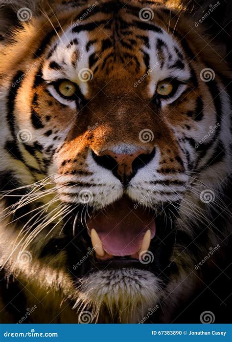 1 123 Tiger Open Mouth Stock Photos Free Royalty Free Stock Photos