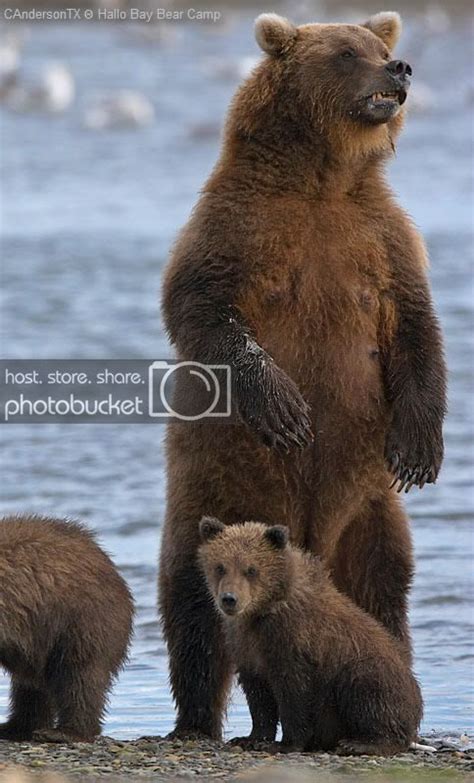 Bears Protective Mother ©candersontx Cubs Tattoo Bear Tattoo Grizzly
