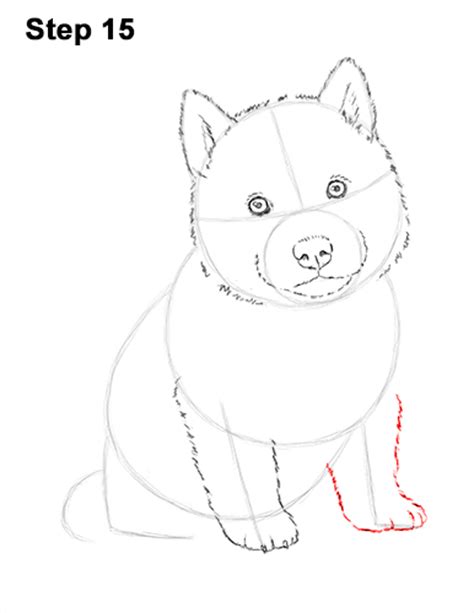 How To Draw A Puppy Husky