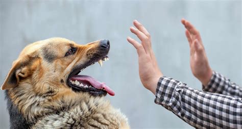 Dog Biting Understand Why Your Dog Might Bite To Prevent It
