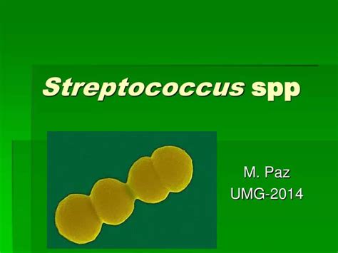 Ppt Streptococcus Spp Powerpoint Presentation Free Download Id2857422