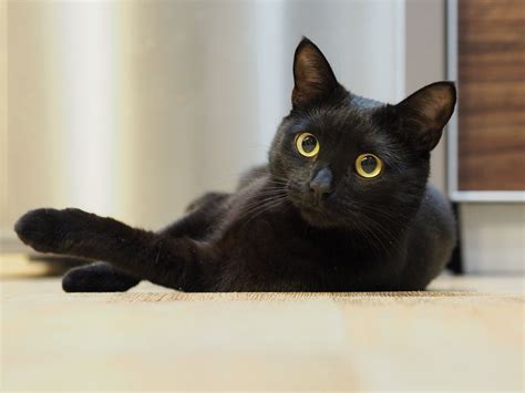 5 Fascinating Facts About Black Cats