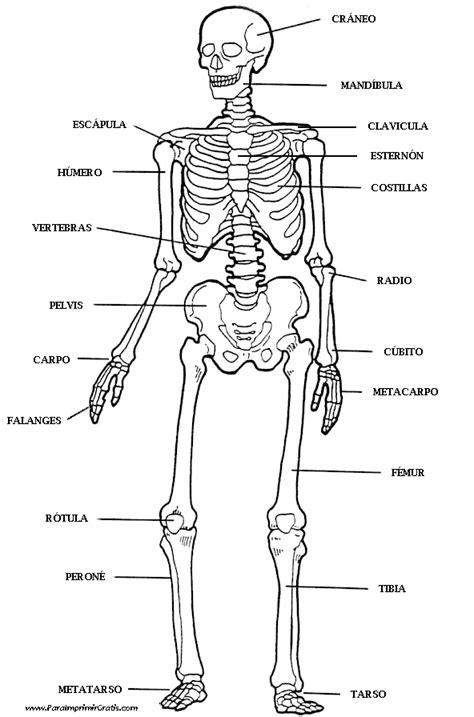 Esqueleto Humano Para Imprimir Gratis