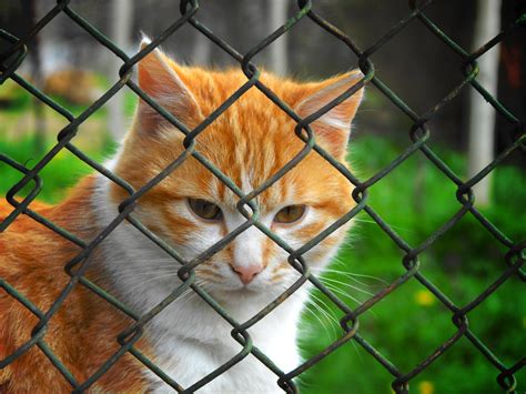 Kitty Cat Behind A Fence By Darkwanderer201 On Deviantart