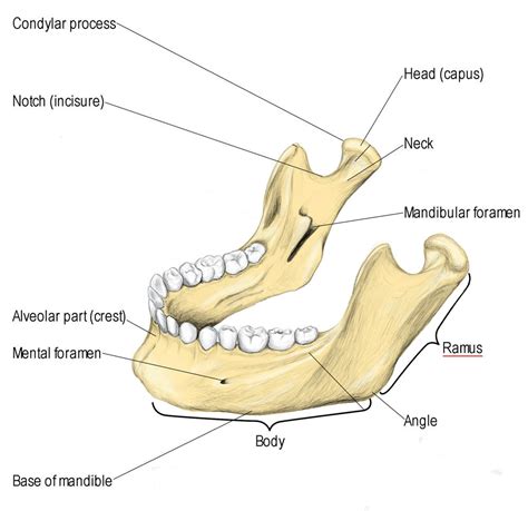 Dental Malpractice Central Anatomy Of The Lingual Nerve