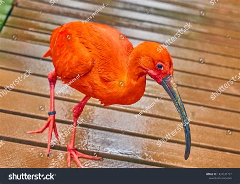 Scarlet Ibis Zoo Stock Photo 1432921727 Shutterstock