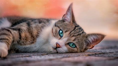 1920x1080 lovely cat wallpaper hd desktop hd background wallpapers free cool tablet smart phone 4k high definition 1920ã—1080 wallpaper hd. Wallpaper ID: 174121 / sad, cat, blue eyes, artwork