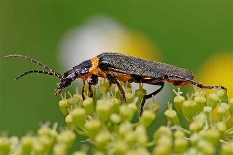 Five More Beneficial Insects