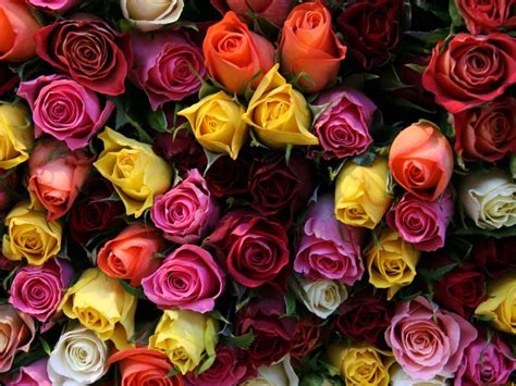 Flowers Roses Of All Colors Wallpaper Hd 2560x1600 : Wallpapers13.com