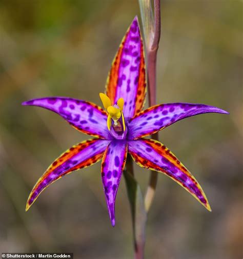 Rare Queen Of The Sheba Orchid Spotted Flowering In Wa Bremer Bay