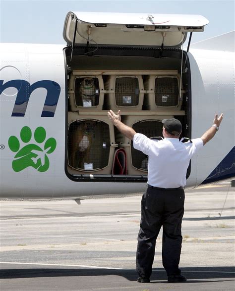 American airlines has a strict pet policy in place so it's best to know ahead of time what you can and cannot do/bring when flying with your furry friend. How Much is an Airline Ticket for Dogs? | Dogs on planes ...