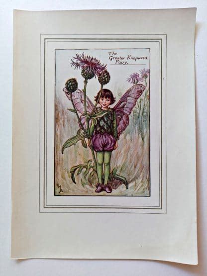 Greater Knapweed Vintage Fairy Print Flower Fairy Prints