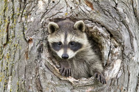 Do Raccoons Hibernate In The Winter