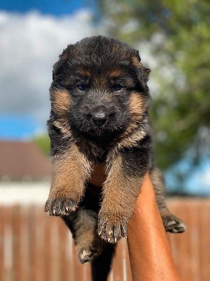 4 Akc German Shepherd Female Puppies For Sale Puppies For Sale