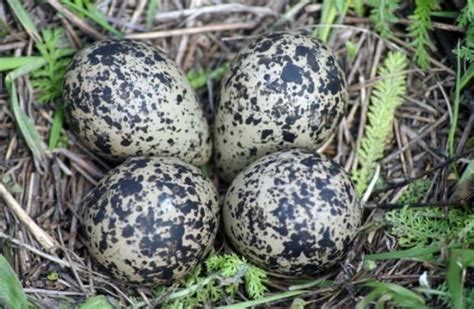 Most Unusual Animal Eggs Wander Lord