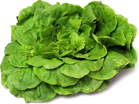 In a cohort study including 234 participants a dish containing green lettuce was associated with illness. Green Salanova Lettuce Information and Facts