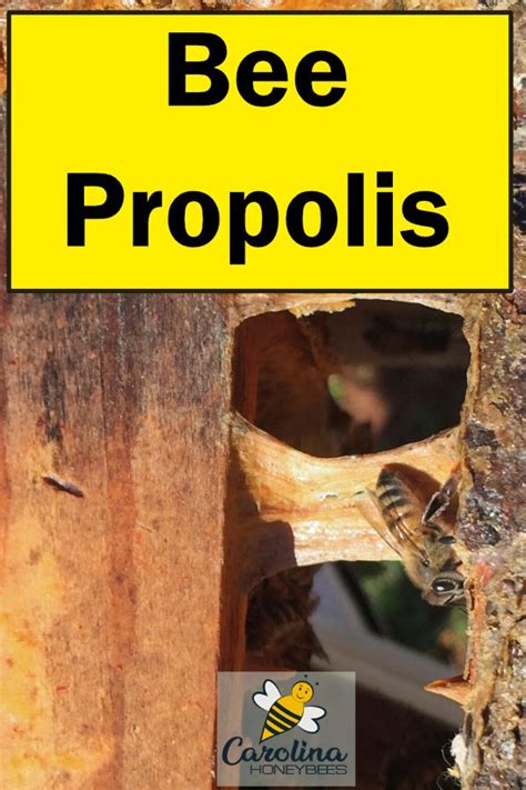 How To Harvest Propolis From Bees Bee Bee Propolis Honey Bee Hives