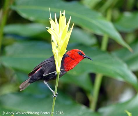 Awbirder Always On The Lookout For Fine Birds Samoan Birding