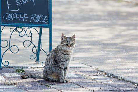 The cat in boots ran away fast. Do Cats Come Back When They Run Away?