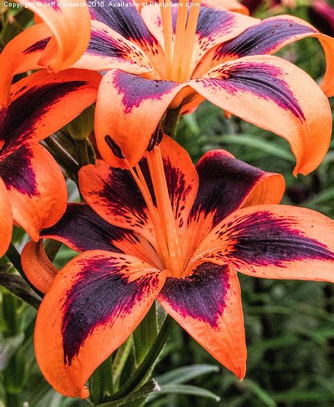 Beautiful Orange And Deep Purple Lily💜 Purple Lily Lilly Flower