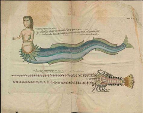 People From History Who Claimed To Have Encountered Mermaids And Their