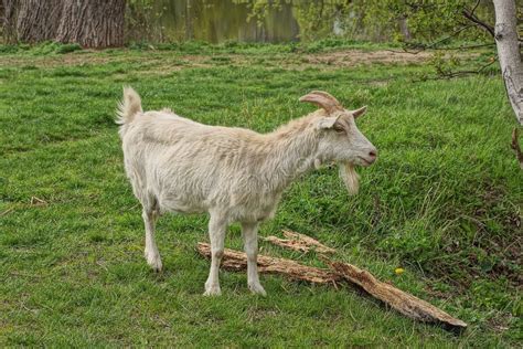 One Big White Goat Stands In The Green Grass Stock Photo Image Of