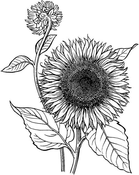 Download 160+ royalty free sunflower coloring page vector images. Sunflower Is Blooming Coloring Page - Download & Print ...