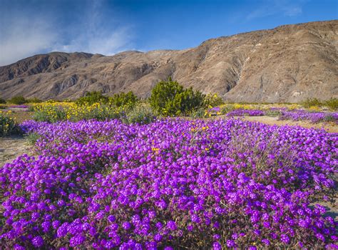 California Wildflower Superbloom Anza Borrego Desert Sand Flickr