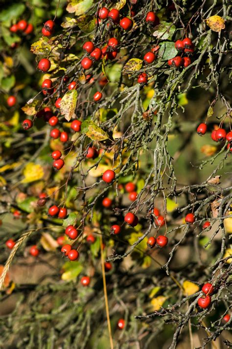 Free Images Tree Nature Branch Fruit Berry Leaf Flower Wild