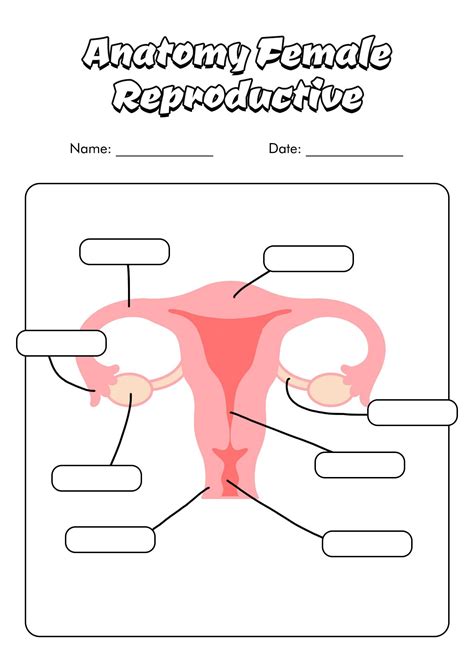 Anatomy Female Reproductive System Diagram Reproductive System Human