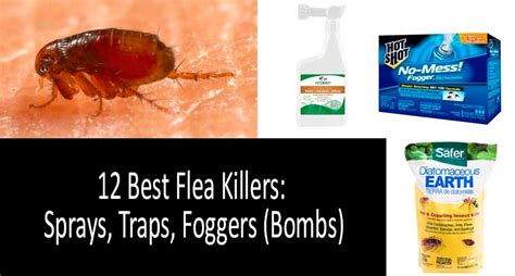 How To Kill Fleas Quickly Top 12 Best Flea Sprays Traps And Foggers