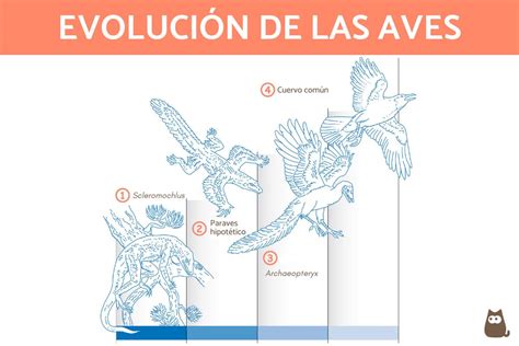 Origen Y Evolución De Las Aves De Los Dinosaurios A Las Aves Actuales