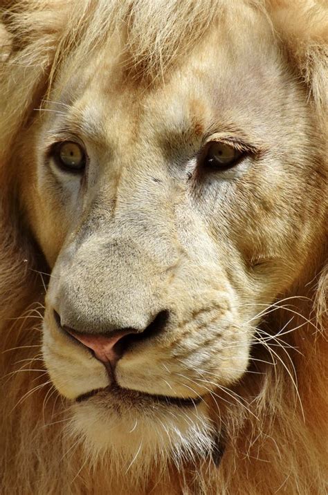 Male Lion Portrait Stock Image Image Of Male Serengeti 96361755