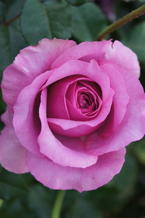 Purple Fragrancia Ludwigs Roses Hybrid Tea Roses Beautiful Roses