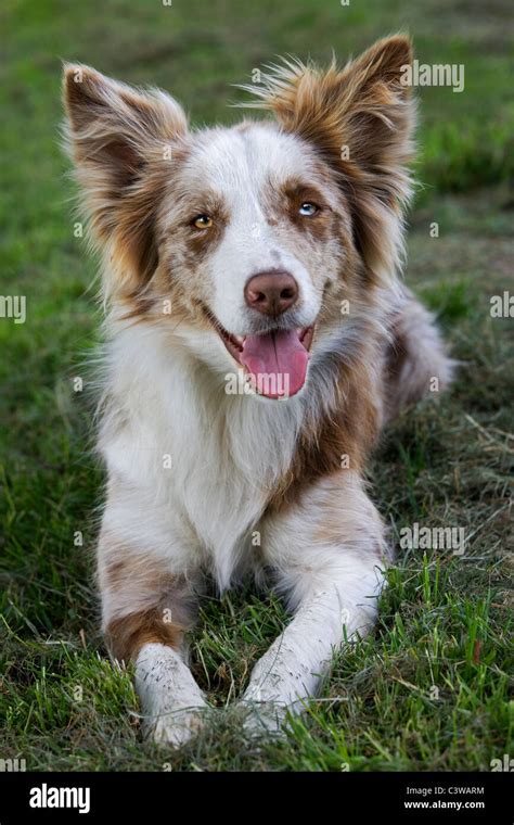 Red Merle Border Collie Canis Lupus Familiaris Lying In Garden Stock