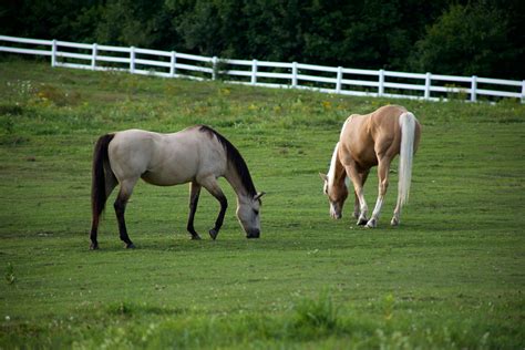 Two Brown Horses Eating Grasses · Free Stock Photo