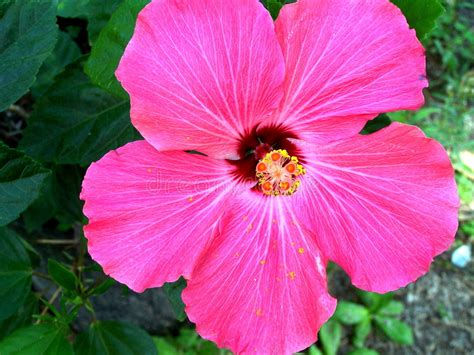 Choose from over a million free vectors, clipart graphics, png images, design templates, and illustrations created by artists worldwide! Pink Hibiscus flower stock image. Image of flora, botany ...